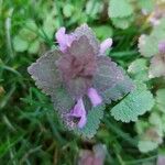 Lamium hybridumHoja