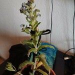 Myosotis arvensis Fleur