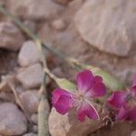 Dianthus virgineus 花