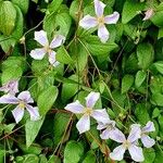 Clematis viticella عادت داشتن