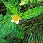 Sida acuta Habitus