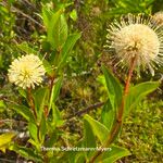 Cephalanthus occidentalis Blomst