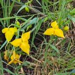 Calochortus amabilisFloro