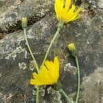 Hieracium glaucomorphum Cvijet