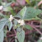 Alternanthera ficoidea Flors