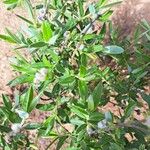 Salix rosmarinifolia Lehti