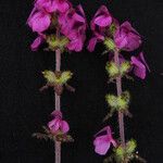 Pedicularis gracilis Yeri