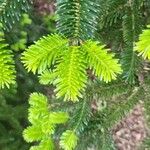 Abies numidica ഇല