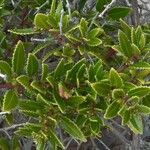 Rubia fruticosa Hoja