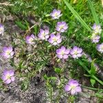 Spergularia rubraFlower