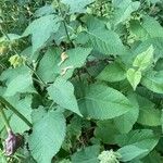 Salvia glutinosa Folio