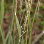 Sporobolus indicus Leaf