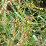 Aeschynomene americana Fruit