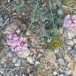 Valeriana angustifoliaBlüte