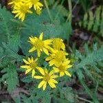 Senecio biligulatus Flower