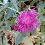 Centaurea sphaerocephalaLorea