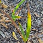 Anigozanthos humilis Leaf