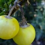 Solanum anguivi ᱮᱴᱟᱜ