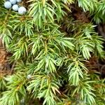 Juniperus communis Blatt