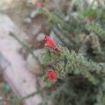 Echium angustifolium 花