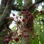 Tapeinosperma tchingouense Blomst