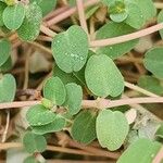 Euphorbia serpens Blatt