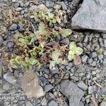 Trifolium subterraneum Blad