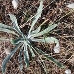 Plantago monosperma Habitat