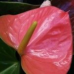 Anthurium scherzerianum Flower