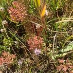 Crithmum maritimumLorea