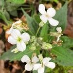 Hesperis matronalisFlower