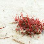 Drosera filiformis Συνήθη χαρακτηριστικά