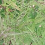 Symphyotrichum lateriflorum Fuelha