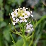 Alliaria petiolata Цветок