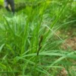 Danthonia decumbens Květ