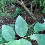 Savia dictyocarpa برگ