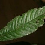 Quiina guianensis Leaf