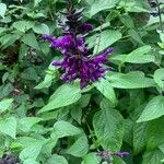 Salvia guaraniticaКветка