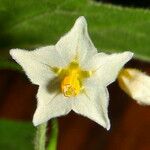 Solanum nigrum Flor