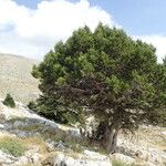 Juniperus foetidissima Habit