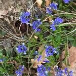 Polygala alpina Flors