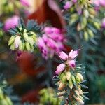 Erica carnea Buveinė