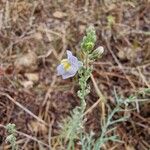 Linaria repensBlüte