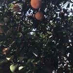Citrus × aurantium Fruit