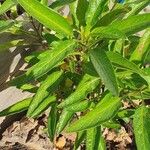 Solanum muricatumLeaf