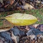 Sapium paucinervium Fuelha