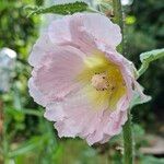 Alcea rosea Blüte