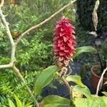 Costus barbatusBlomst