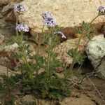 Verbena gooddingii Elinympäristö