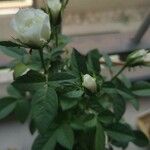 Rosa squarrosa 花